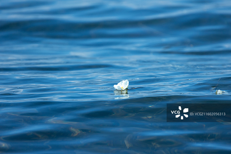 云南泸沽湖洱海水性杨花海菜花图片素材