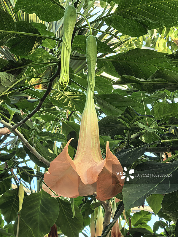 国家植物园秋意浓厚秋景迷人图片素材