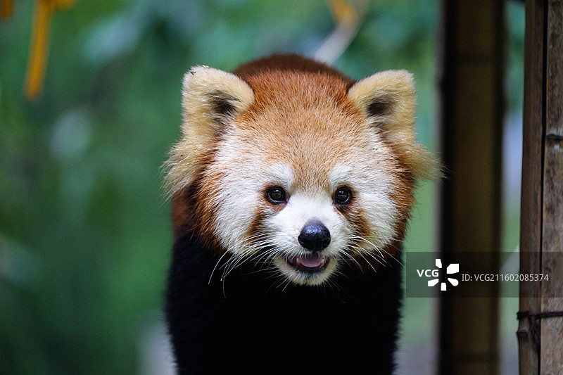 小熊猫奶油正面抓拍图片素材
