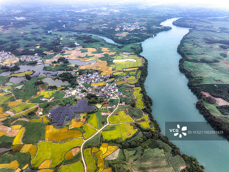 广西蔗乡——来宾市兴宾区大湾镇：万亩水稻和糖料蔗进入丰收季节图片素材