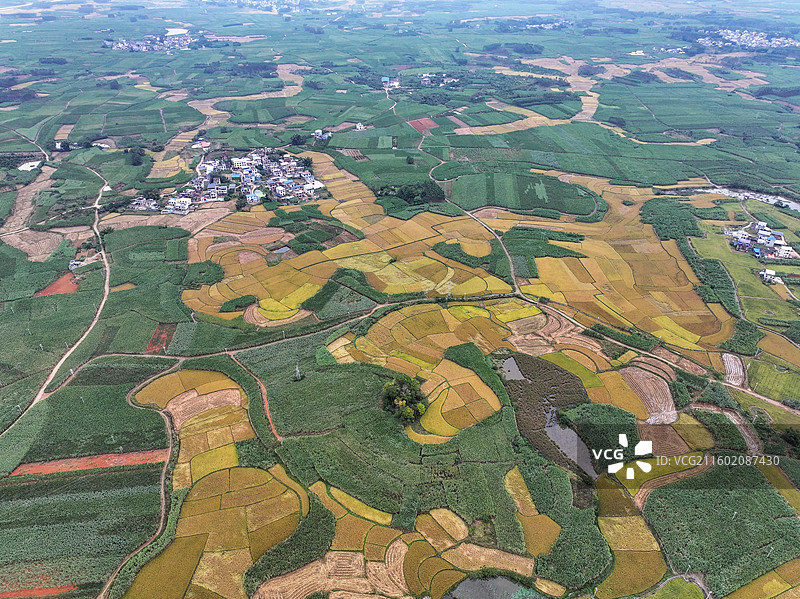 广西蔗乡——来宾市兴宾区大湾镇：万亩水稻和糖料蔗进入丰收季节图片素材