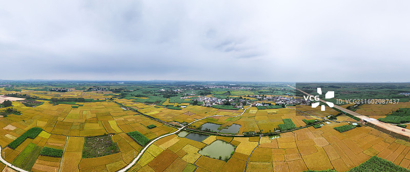 广西蔗乡——来宾市兴宾区大湾镇：万亩水稻和糖料蔗进入丰收季节图片素材