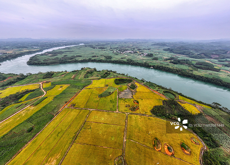 广西蔗乡——来宾市兴宾区大湾镇：万亩水稻和糖料蔗进入丰收季节图片素材