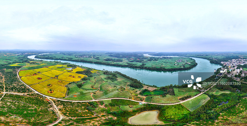 广西蔗乡——来宾市兴宾区大湾镇：万亩水稻和糖料蔗进入丰收季节图片素材