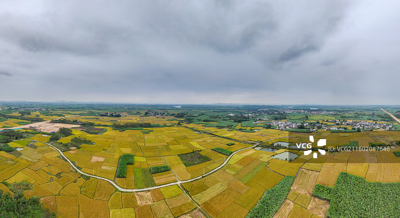 广西蔗乡——来宾市兴宾区大湾镇：万亩水稻和糖料蔗进入丰收季节图片素材