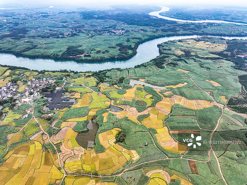 广西蔗乡——来宾市兴宾区大湾镇：万亩水稻和糖料蔗进入丰收季节图片素材