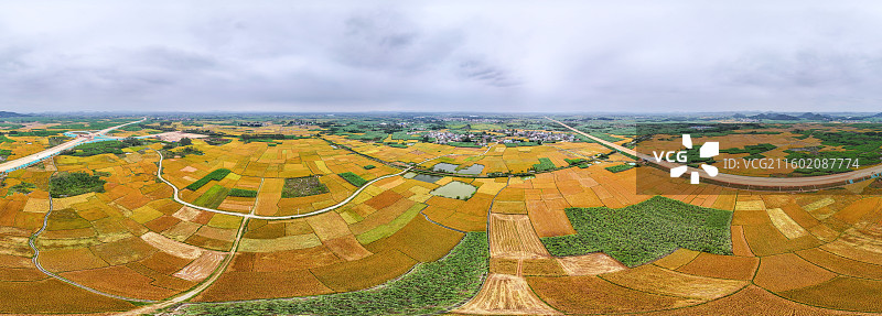 广西蔗乡——来宾市兴宾区大湾镇：万亩水稻和糖料蔗进入丰收季节图片素材