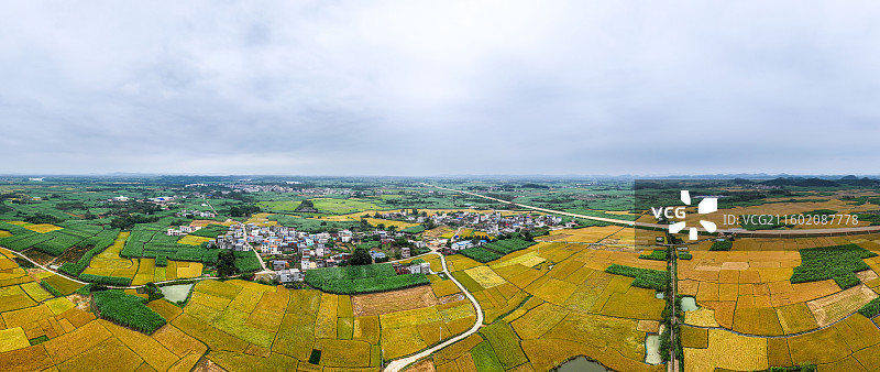 广西蔗乡——来宾市兴宾区大湾镇：万亩水稻和糖料蔗进入丰收季节图片素材