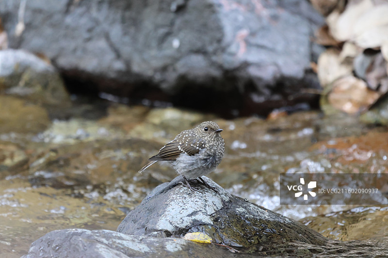 红尾水鸲图片素材