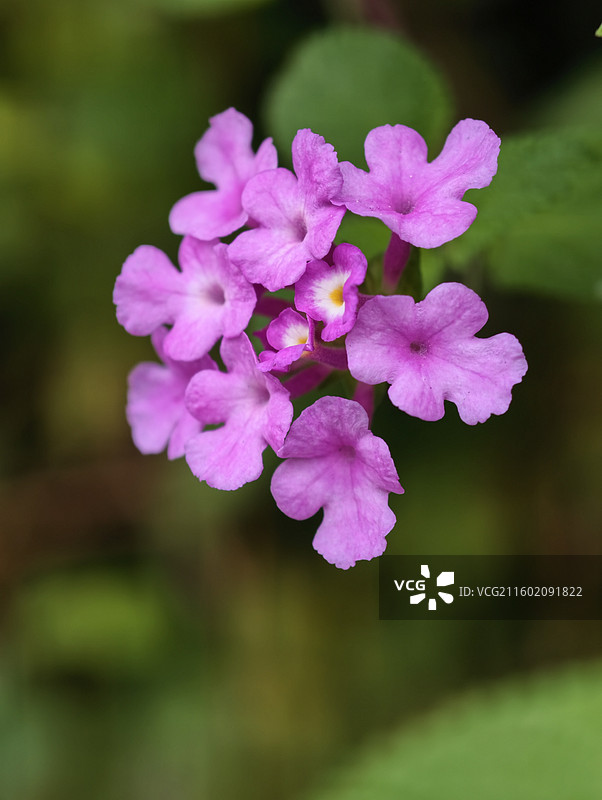 粉红色开花植物马缨丹特写镜头图片素材