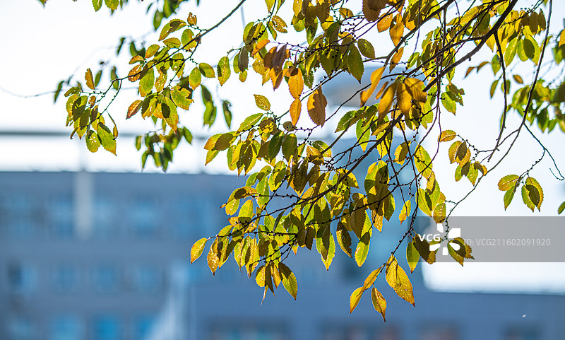 秋天主题 各种落叶 孤独的情绪 寂寞的感觉图片素材