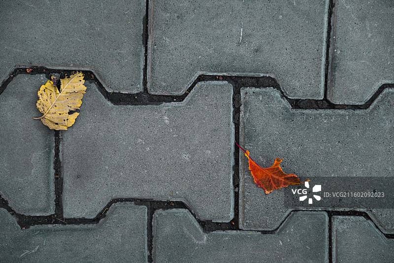 秋天主题 各种落叶 孤独的情绪 寂寞的感觉图片素材