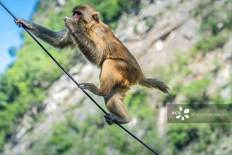 重庆 雪玉洞 野生 猴子图片素材