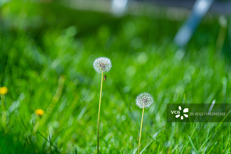 蒲公英 特写 夏季  绿色简单背景图片素材