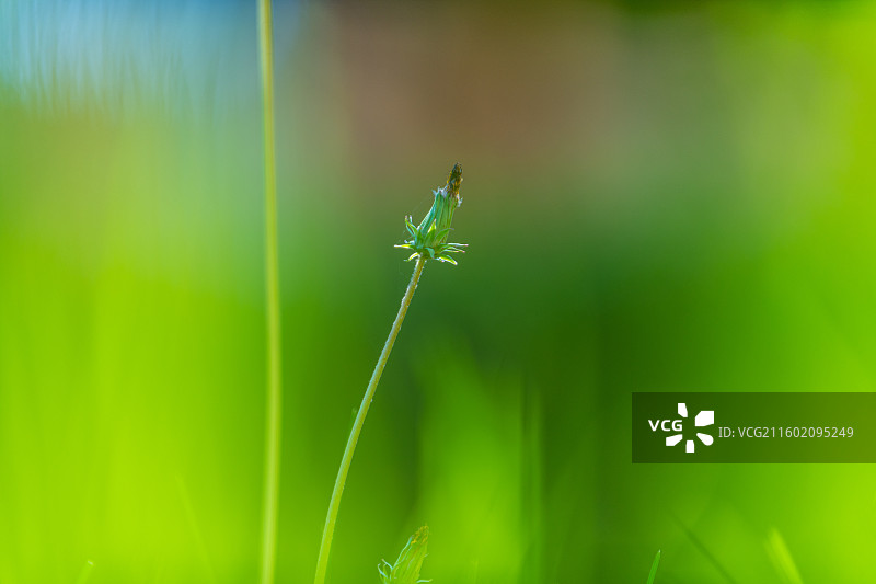 蒲公英 特写 夏季  绿色简单背景图片素材