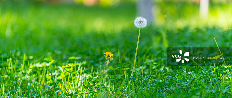 蒲公英 特写 夏季  绿色简单背景图片素材