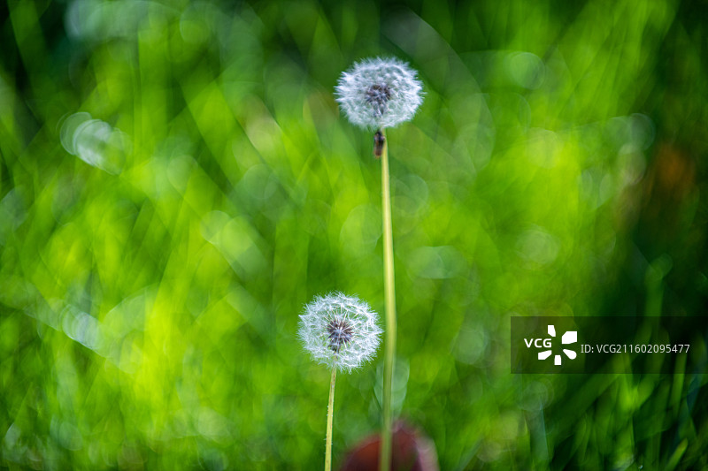 蒲公英 特写 夏季  绿色简单背景图片素材