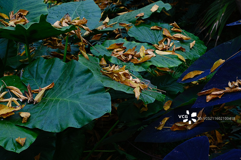 秋天，麓湖公园里的落叶图片素材