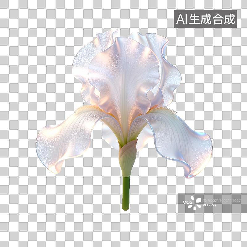 【AI数字艺术】白色鸢尾花的优雅绽放图片素材
