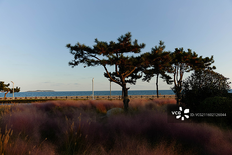 金沙滩的秋日景色图片素材