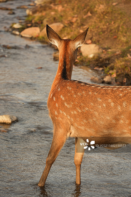伊春金山鹿苑图片素材