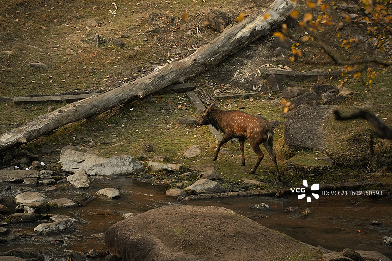 伊春金山鹿苑图片素材