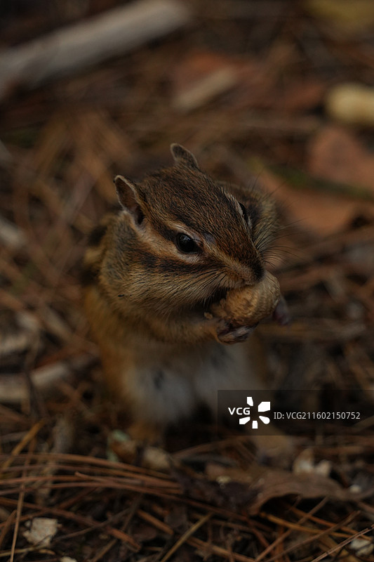 伊春上甘岭溪水国家森林公园花栗鼠图片素材