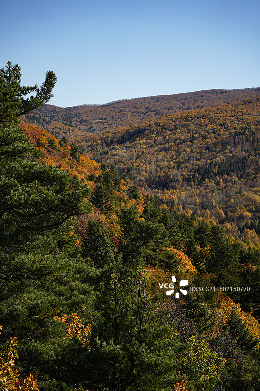 伊春上甘岭溪水国家森林公园花栗鼠图片素材