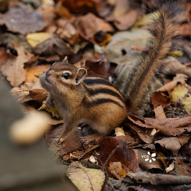 伊春上甘岭溪水国家森林公园花栗鼠图片素材