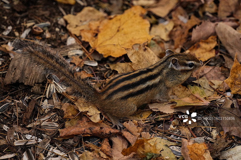 伊春上甘岭溪水国家森林公园花栗鼠图片素材