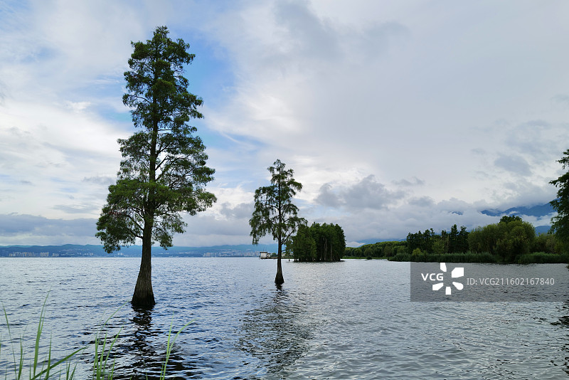 云南大理洱海环海西路龙龛码头龙龛夫妻树附近洱海自然风光图片素材