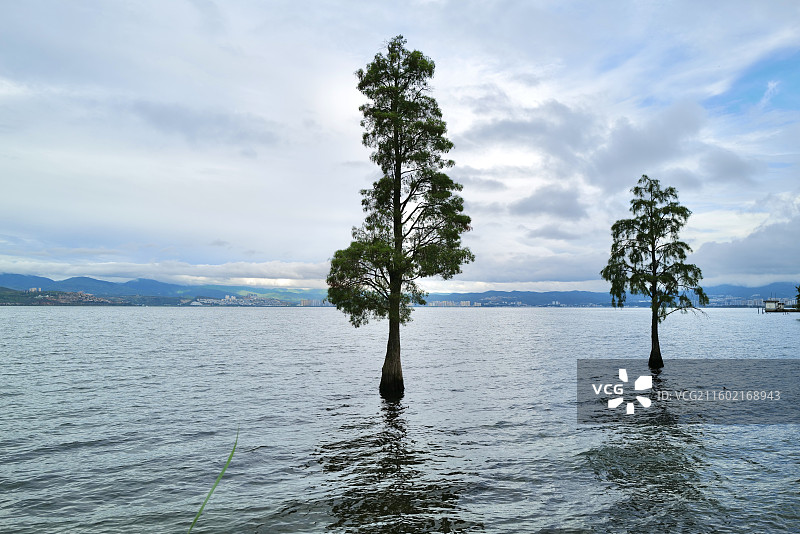 云南大理洱海环海西路龙龛码头龙龛夫妻树附近洱海自然风光图片素材