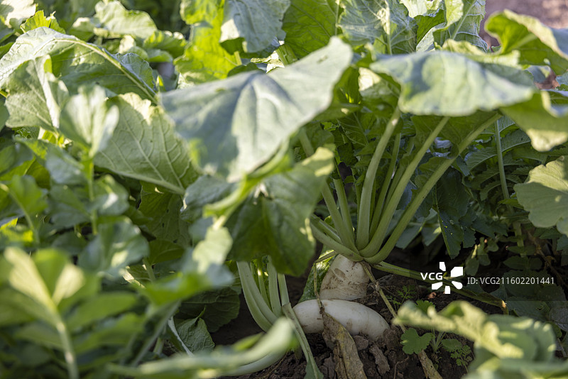 河北省石家庄市植物摄影图片，白萝卜图片素材