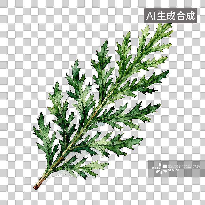 【AI数字艺术】一株绿色蕨类植物的特写图片素材
