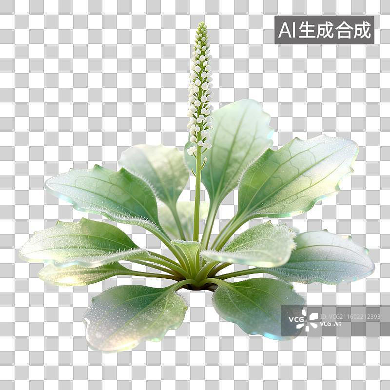 【AI数字艺术】车前草植物特写图片素材