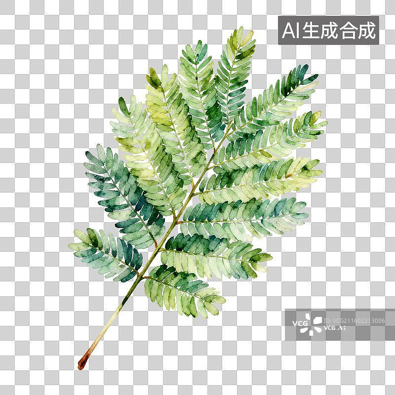 【AI数字艺术】水彩风格的羽状复叶植物插画图片素材