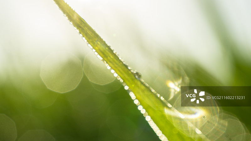 露水绿叶图片素材