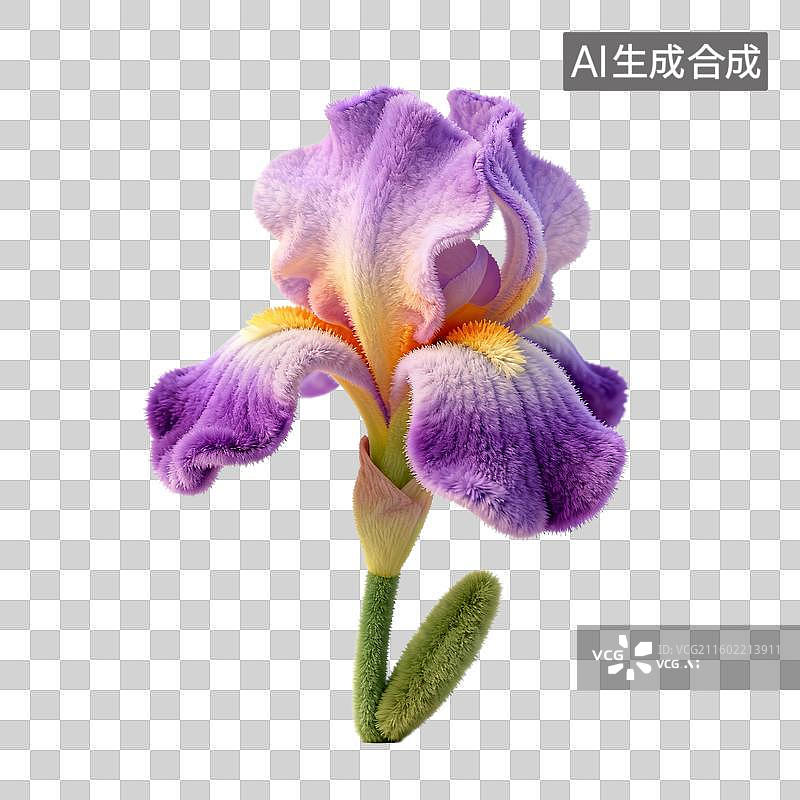 【AI数字艺术】紫色鸢尾花的美丽绽放图片素材