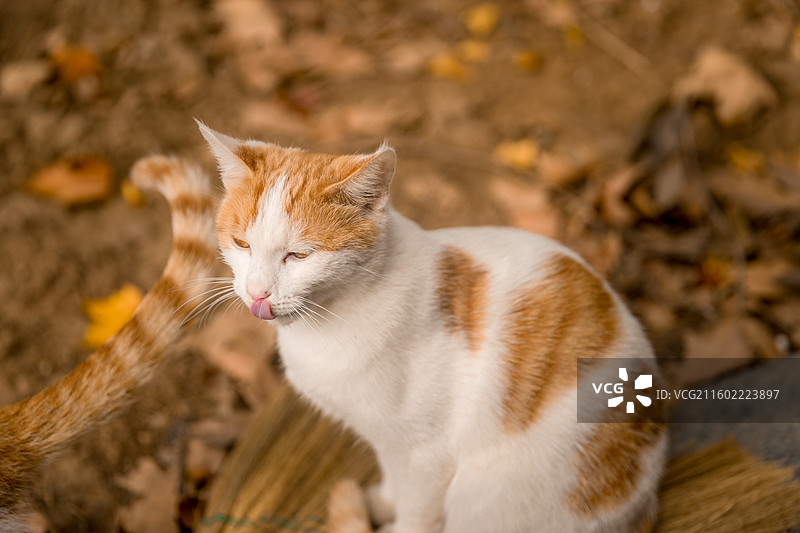 南京泰山寺的猫图片素材