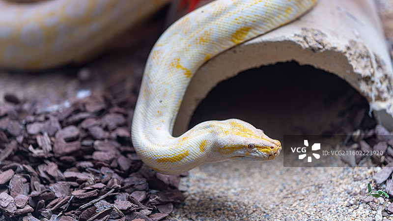 黄金蟒图片素材