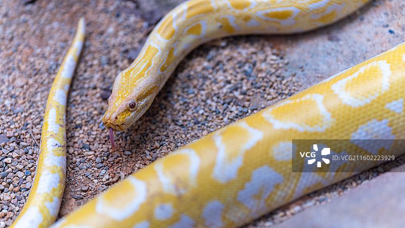 黄金蟒图片素材