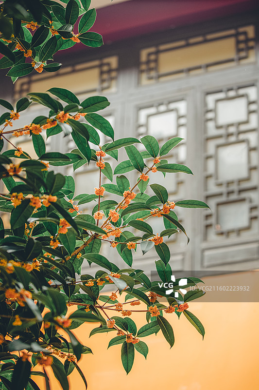 南京泰山寺秋景图片素材