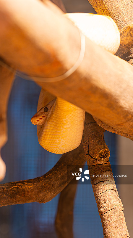 黄金蟒图片素材