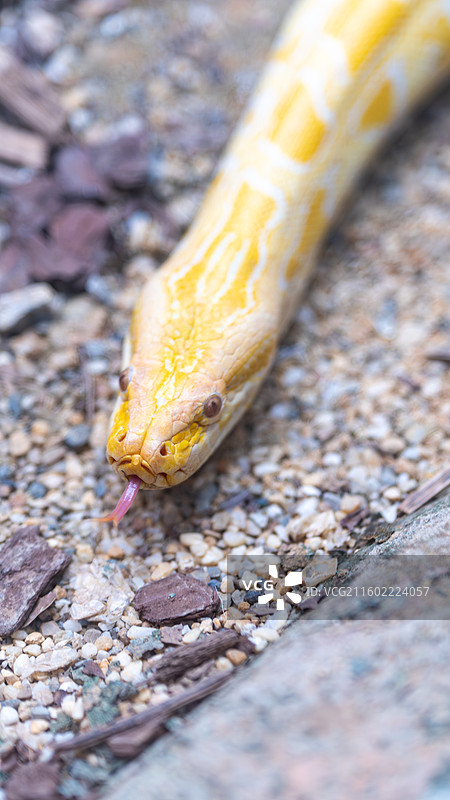 黄金蟒图片素材