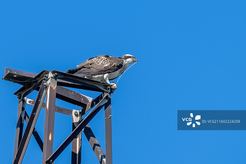 大鹗捕鱼后撕吃猎物图片素材