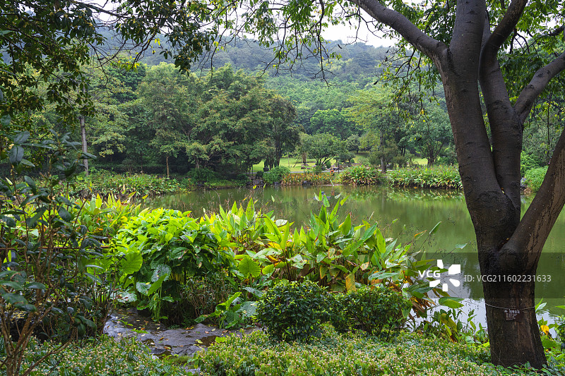 雨中的南宁市青秀山桂花园里美丽荷花湖图片素材
