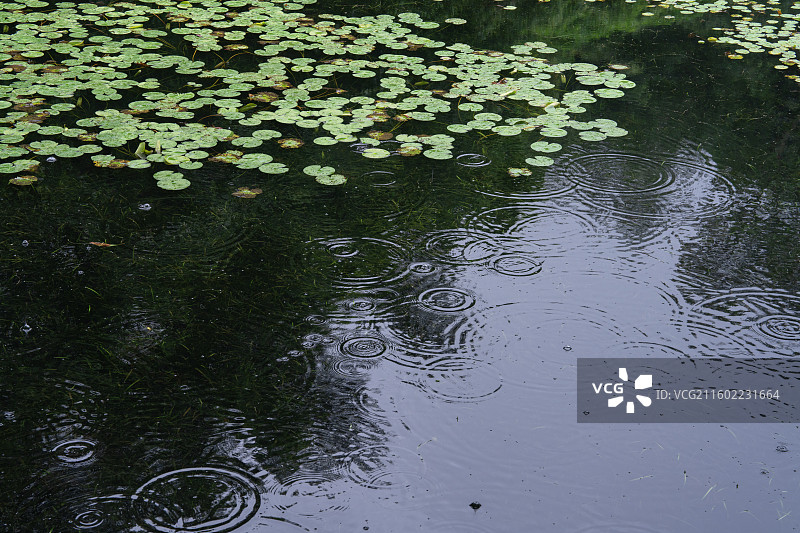 雨中的南宁市青秀山桂花园里美丽荷花湖图片素材