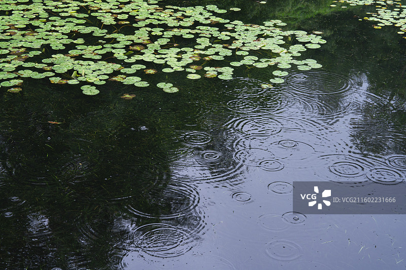 雨中的南宁市青秀山桂花园里美丽荷花湖图片素材