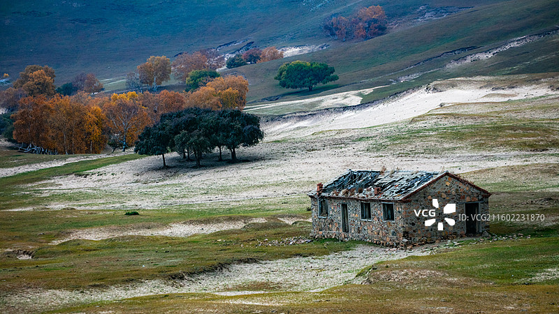 内蒙古乌兰布统坝上网红“夫妻树”秋天的景色图片素材