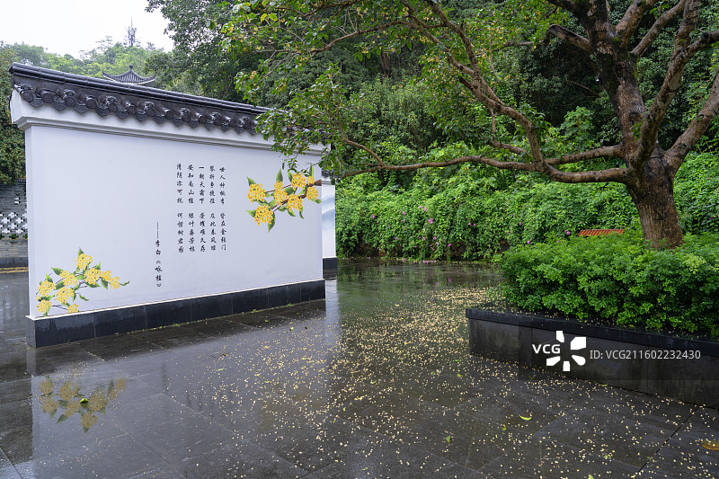 雨中的南宁市青秀山桂花园美丽风景图片素材